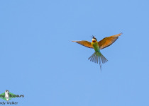 Blue-tailed Bee-eater