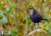 Blue Whistling Thrush