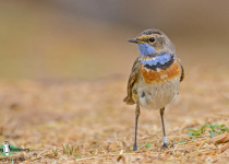 Bluethroat