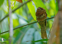 Blyth's Frogmouth