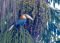 Blyth's hornbill