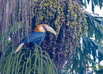 Blyth's hornbill