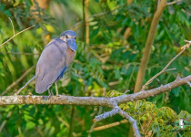 Boat-billed Heron