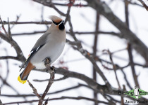 Bohemian Waxwing