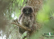 Boreal Owl