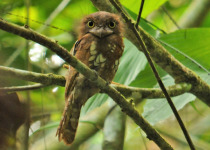 Bornean Frogmouth