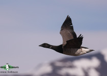 Brant Goose