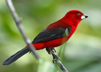 Brazilian Tanager