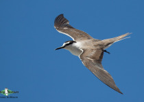 Bridled Tern