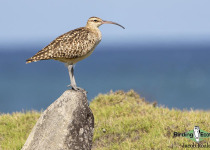 Bristle-thighed Curlew