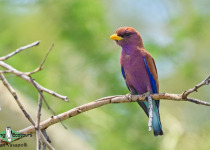 Broad-billed Roller