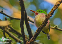 Broad-billed Tody