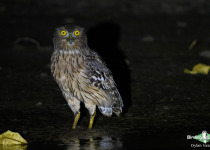 Brown Fish Owl
