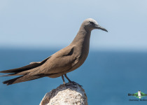 Brown Noddy