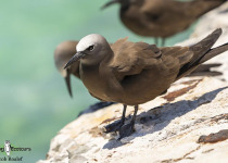 Brown Noddy