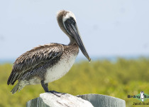 Brown Pelican