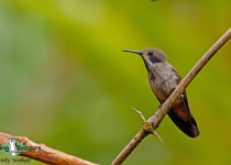 Brown Violetear