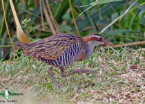 Buff-banded Rail