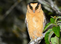 Buff-fronted Owl