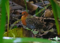Buff-spotted Flufftail