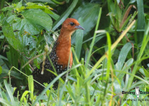 Buff-spotted Flufftail