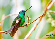 Buff-winged Starfrontlet