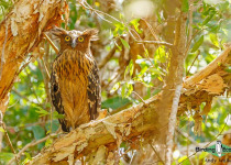 Buffy Fish Owl