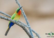 Red-throated Bee-eater