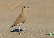 Burchell's Courser