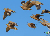 Burchell's Sandgrouse