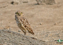 Burrowing Owl
