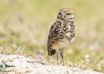 Burrowing Owl