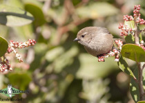 Bushtit