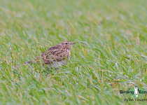 Calandra Lark