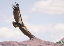 California Condor
