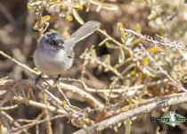 California Gnatcatcher