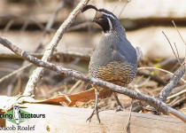 California Quail