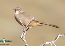 California Thrasher
