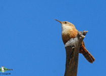 Canyon Wren