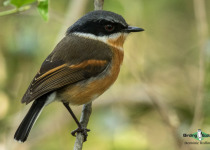 Cape Batis