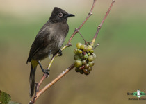 Cape Bulbul
