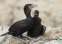 Cape Cormorant