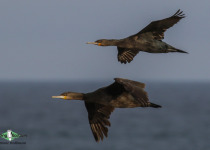 Cape Cormorant