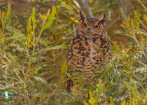 Cape Eagle-Owl