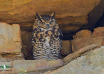Cape Eagle-Owl
