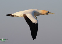 Cape Gannet