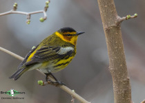 Cape May Warbler