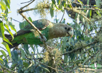Cape Parrot