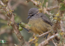 Cape Penduline Tit