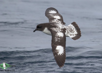 Cape petrel